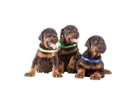 DOBERMAN X ROTTWEILER 