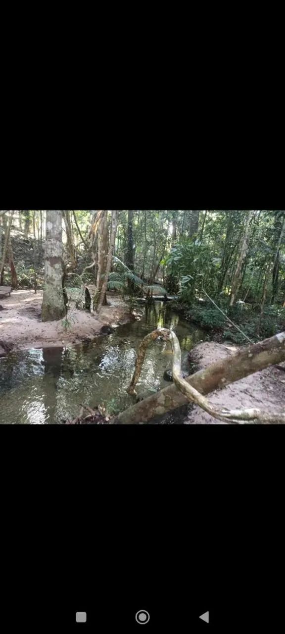 Lindo terreno com igarapé em alter do chão 