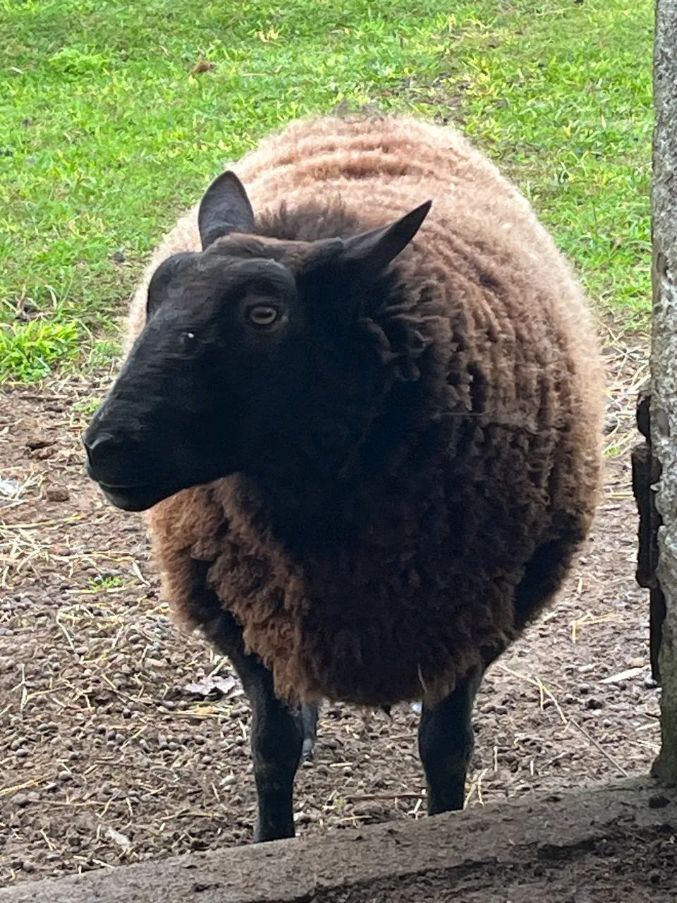 CARNEIRO TEXEL  - Foto 2