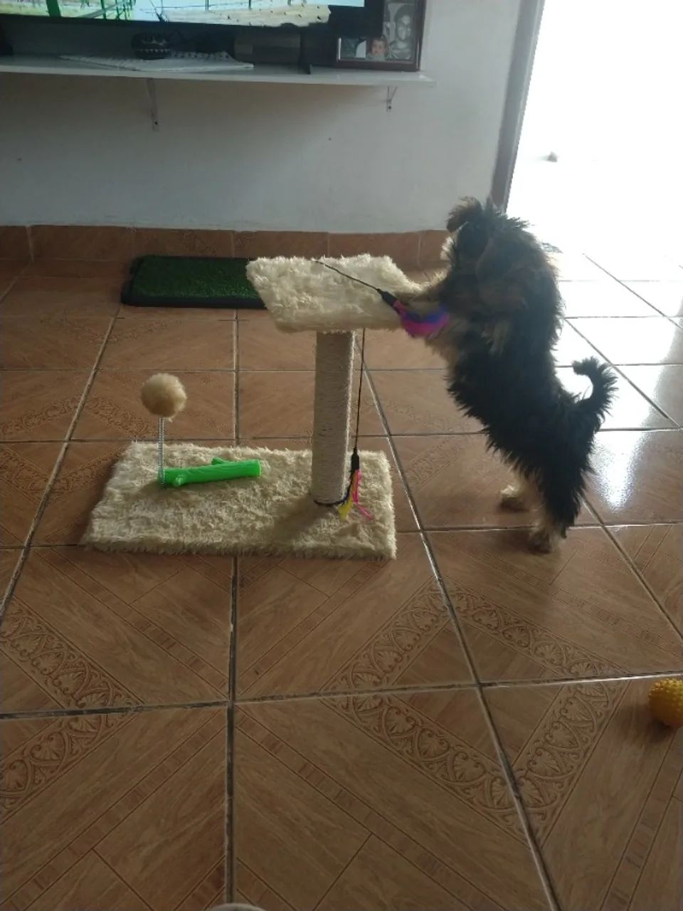 Yorkshire terrier - Foto 4