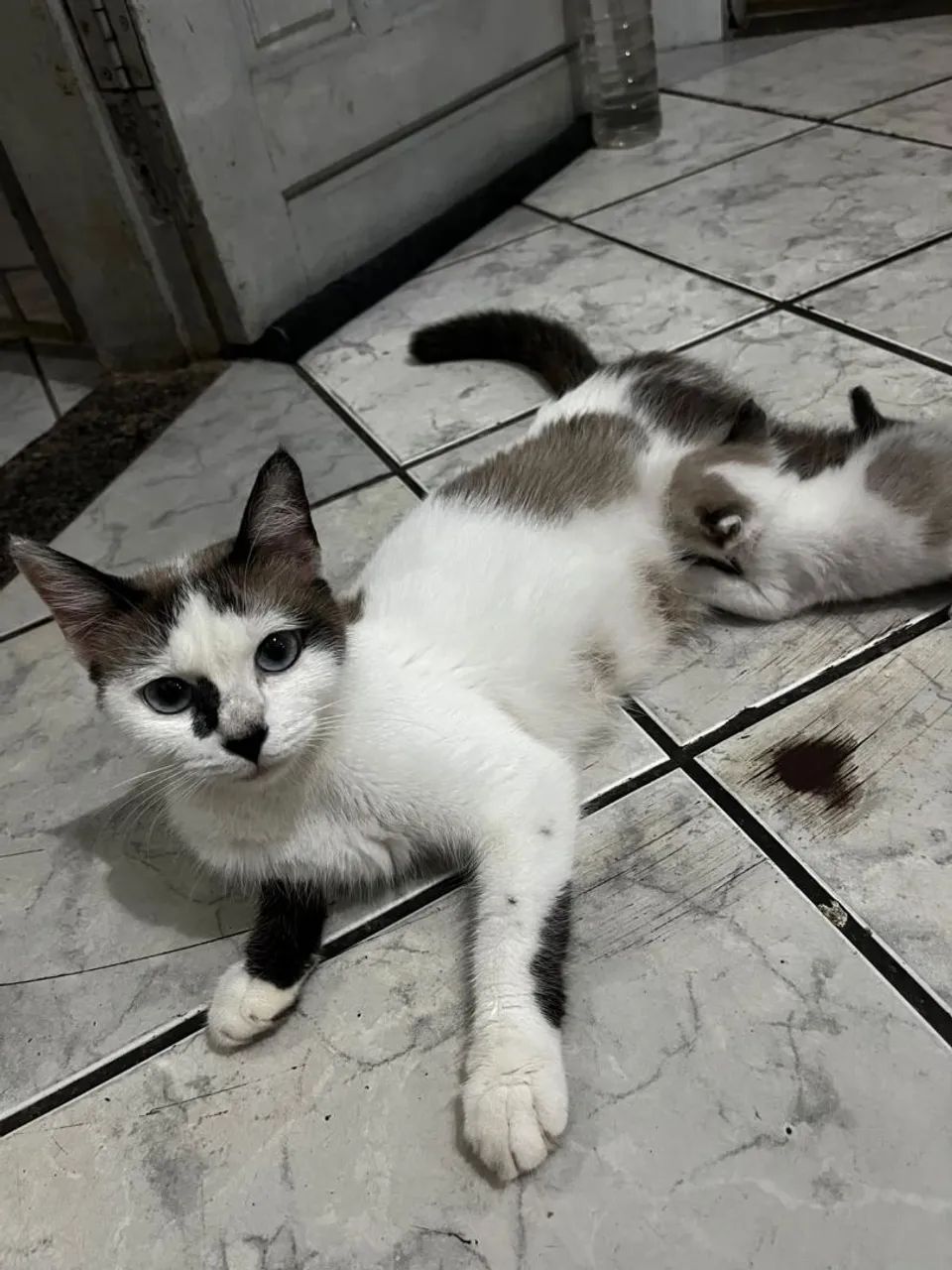 Gatinha muito dócil e educada - Foto 3