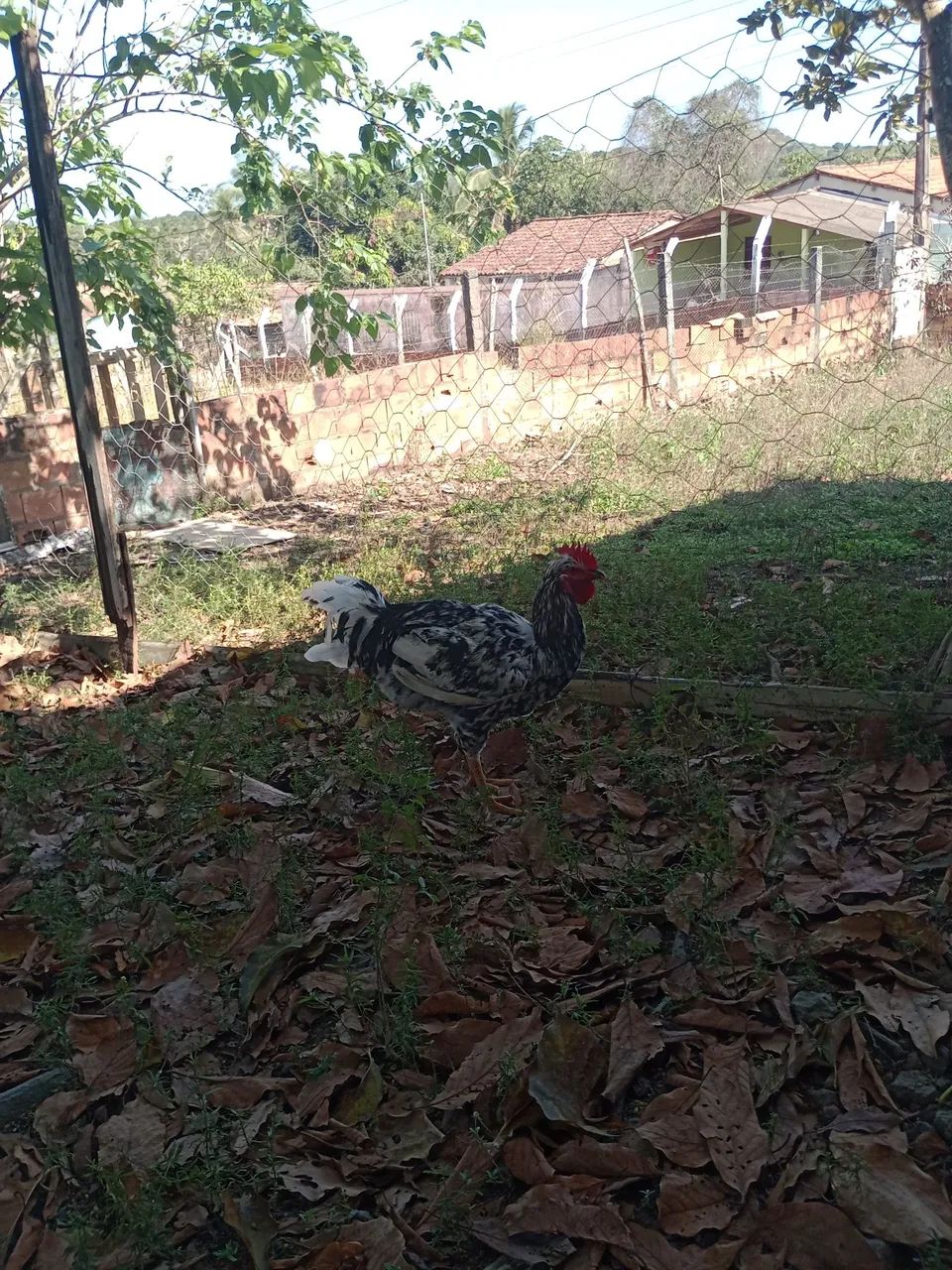 Vendo frangos  - Foto 4