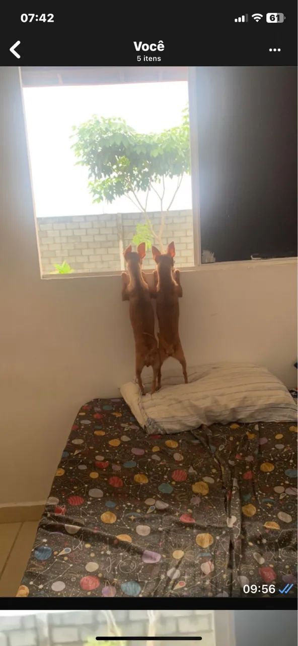 Cachorrinha  - Foto 2