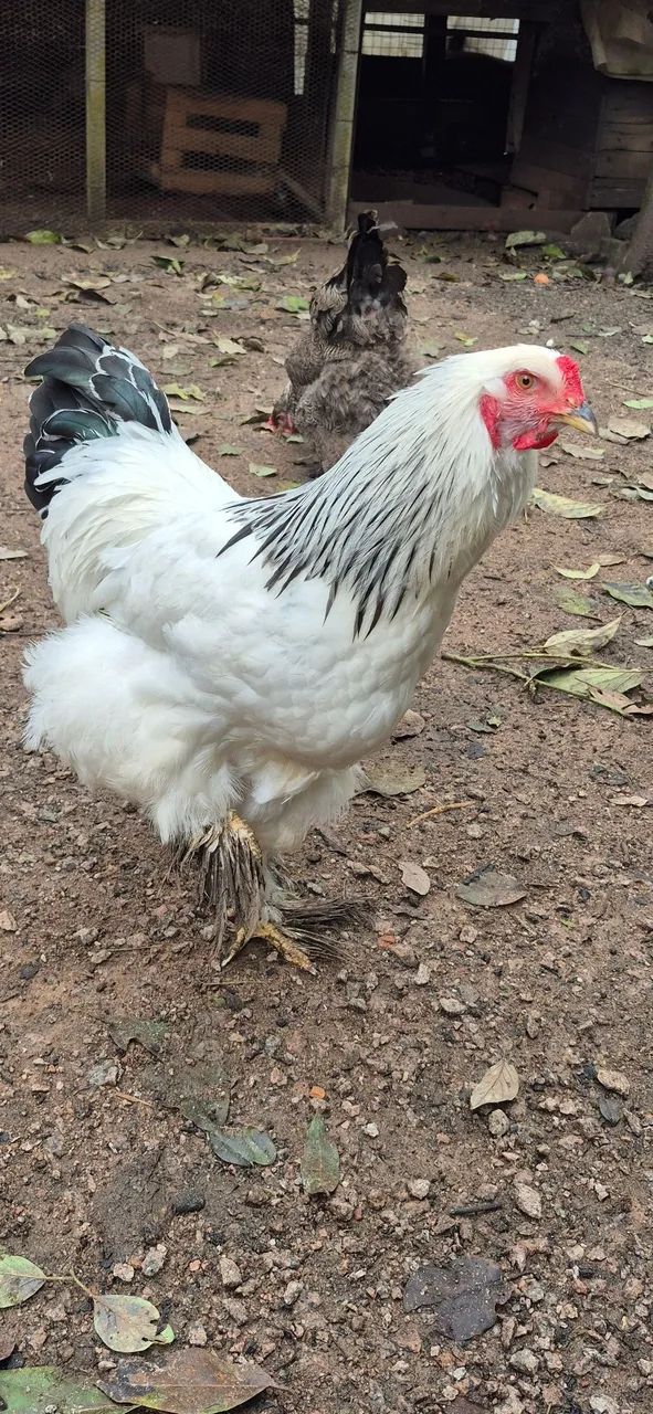 Frango Brahma Light  - Foto 4