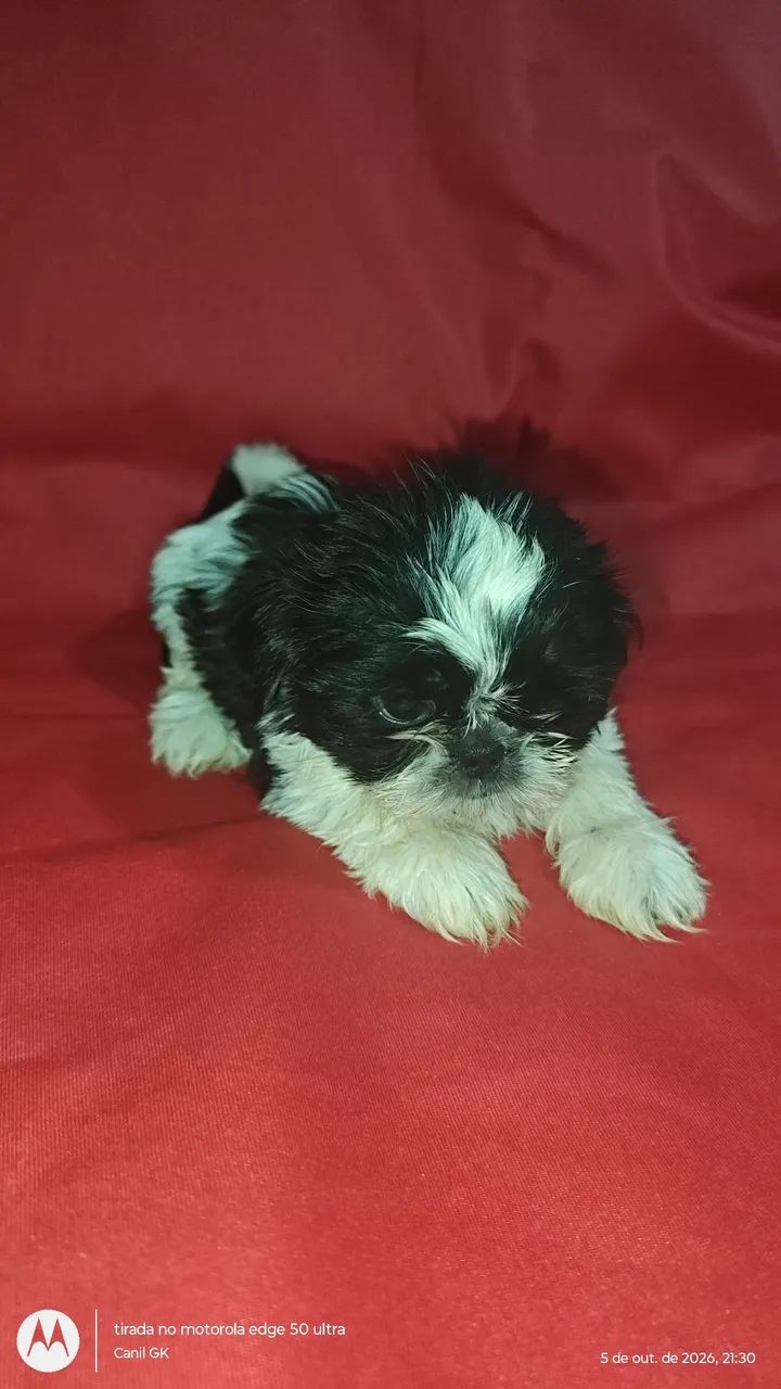 Shihtzu FÊMEA  - Foto 3