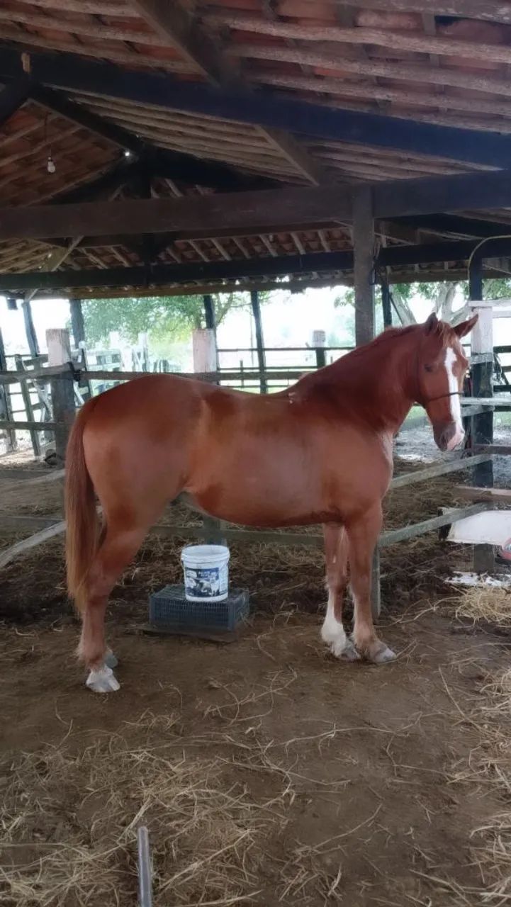 Cavalo  - Foto 2