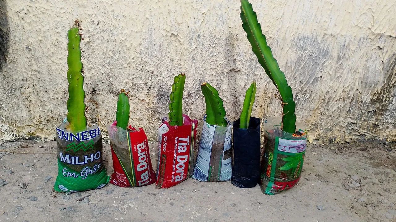 Pitaya - Foto 2