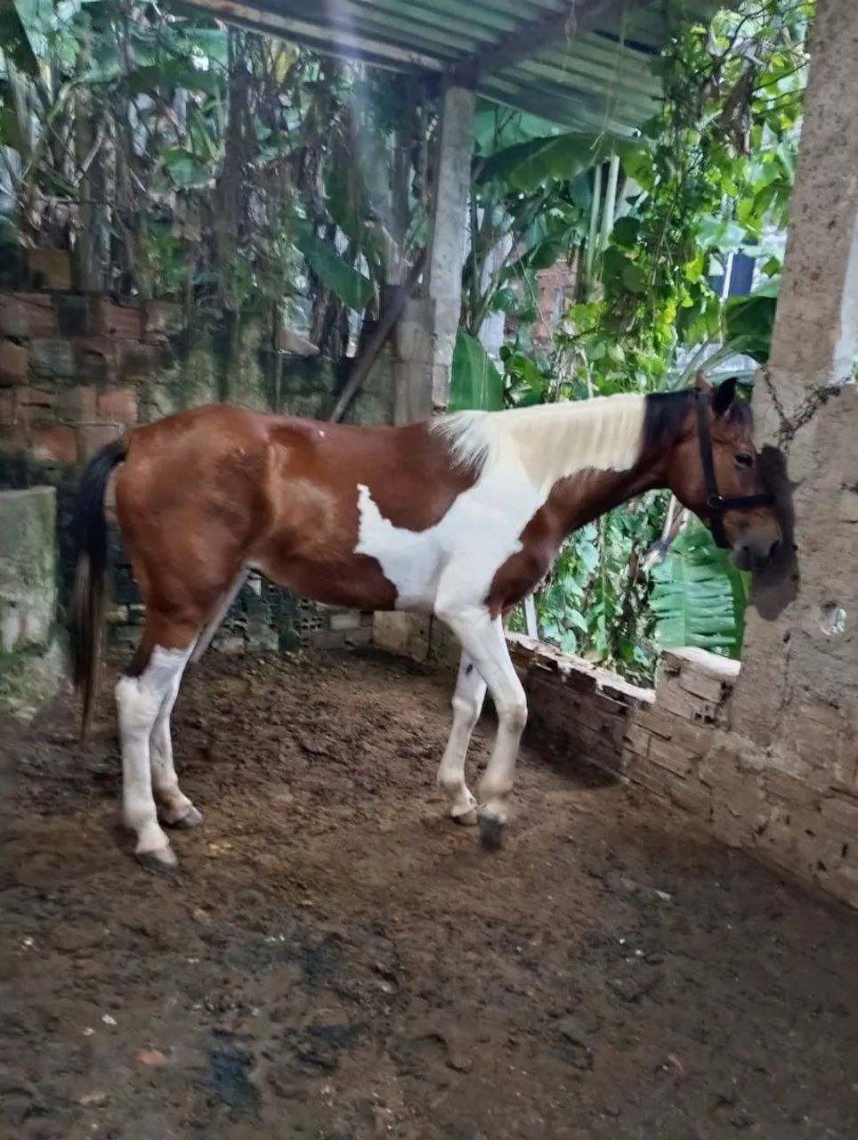 Cavalo  - Foto 2