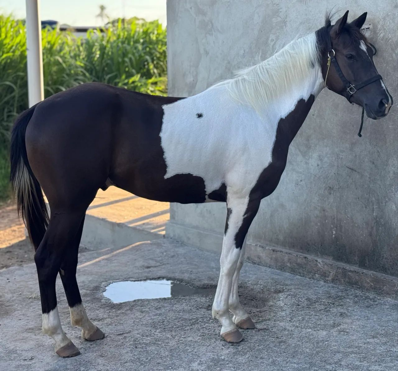 Potro Com documento Paint Horse - Foto 4