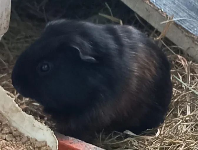 Porquinhos da Índia pelos longos  - Foto 3