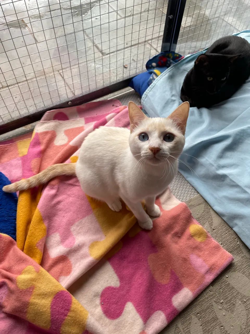 Gatos para adoção - São Paulo, Zona Norte - castrados/vacinados - Foto 6