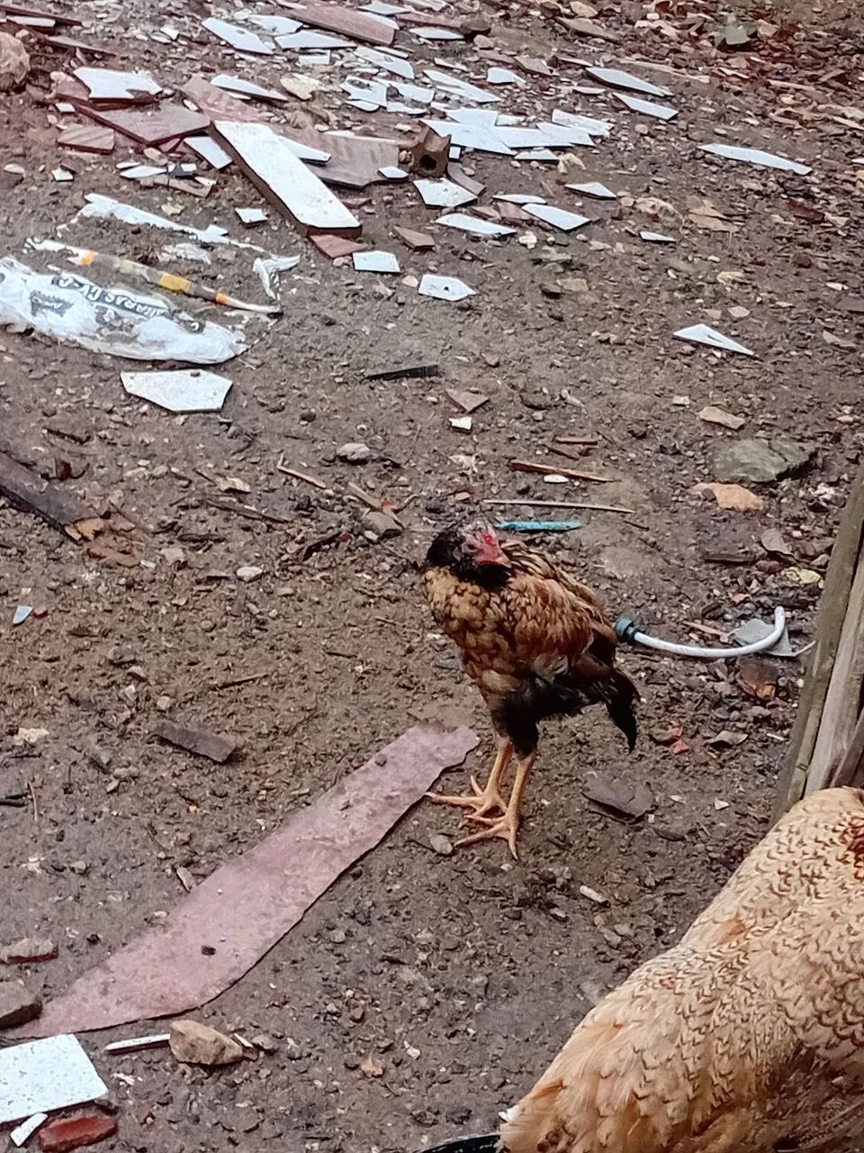 Frango caipira  - Foto 2