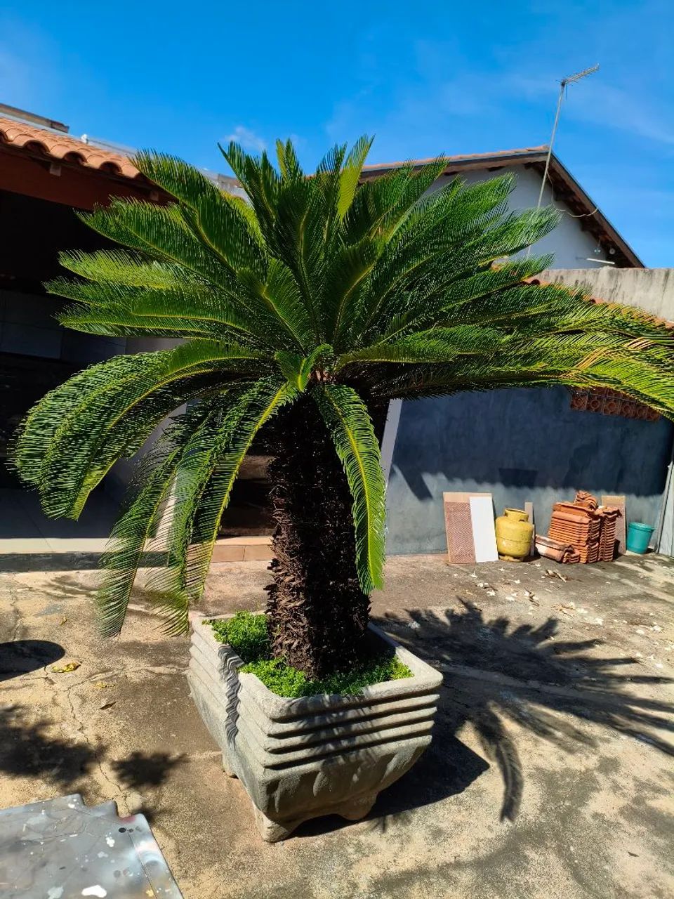 Cica adulta grande (Cycas revoluta) - oportunidade - Foto 2
