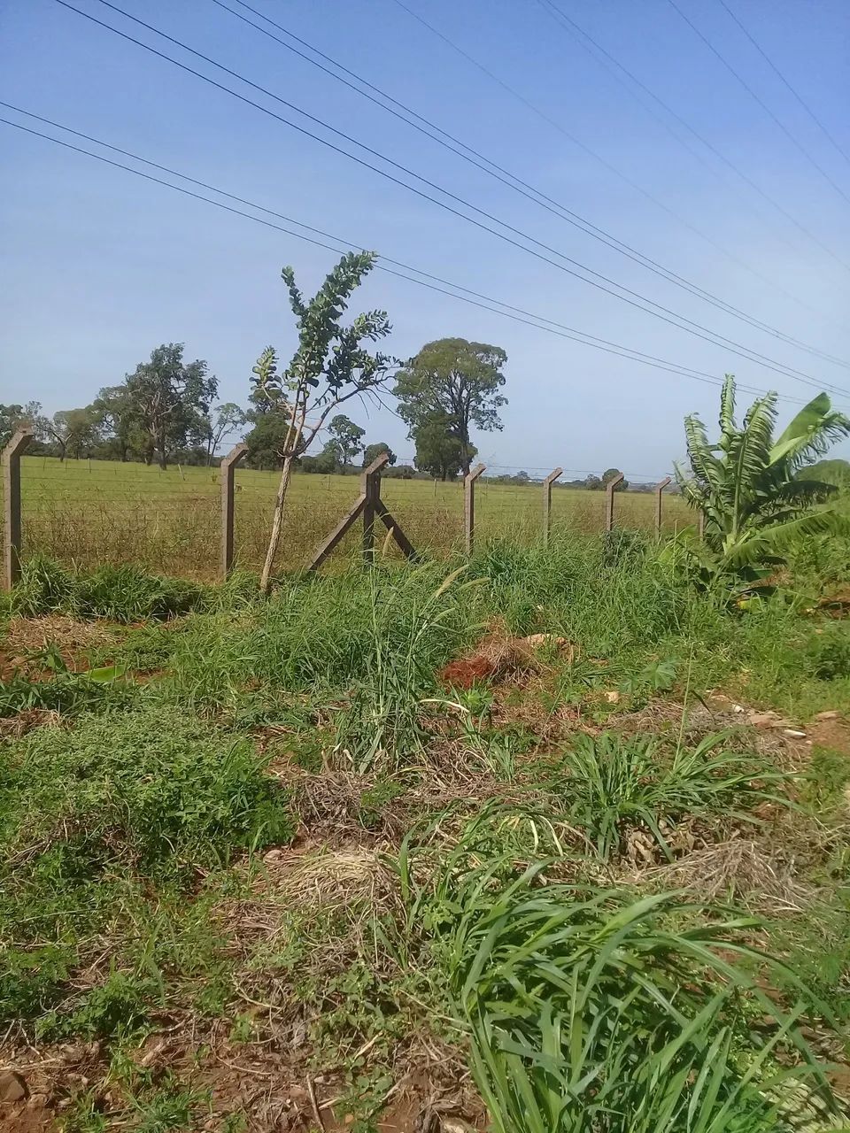 Limpeza de terrenos - Foto 3