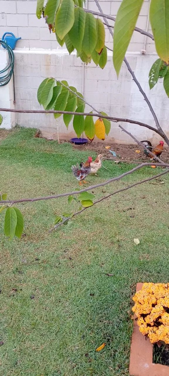 Jardinagem  - Foto 5