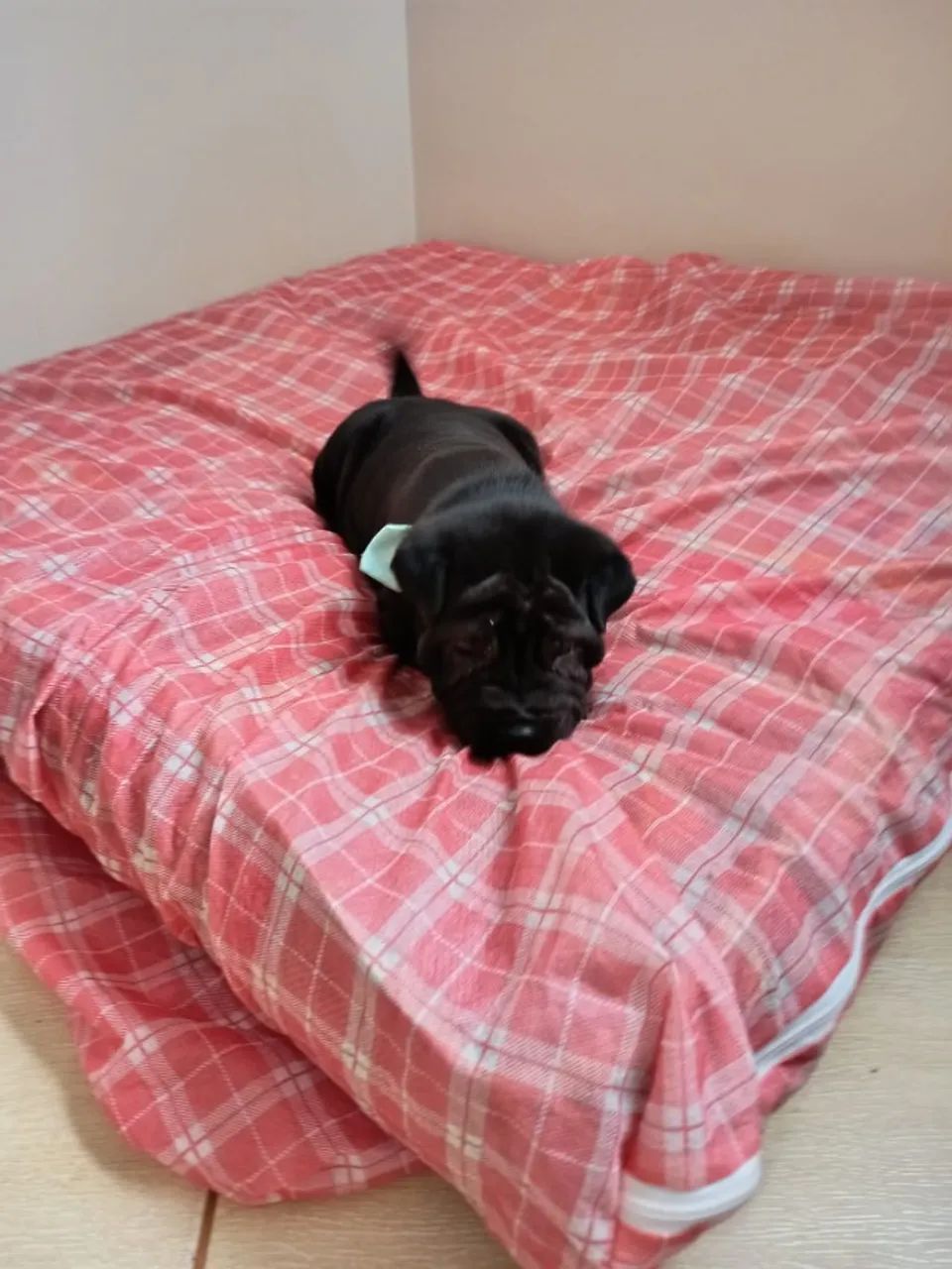 Vendo Filhotes de Sharpei. - Foto 2
