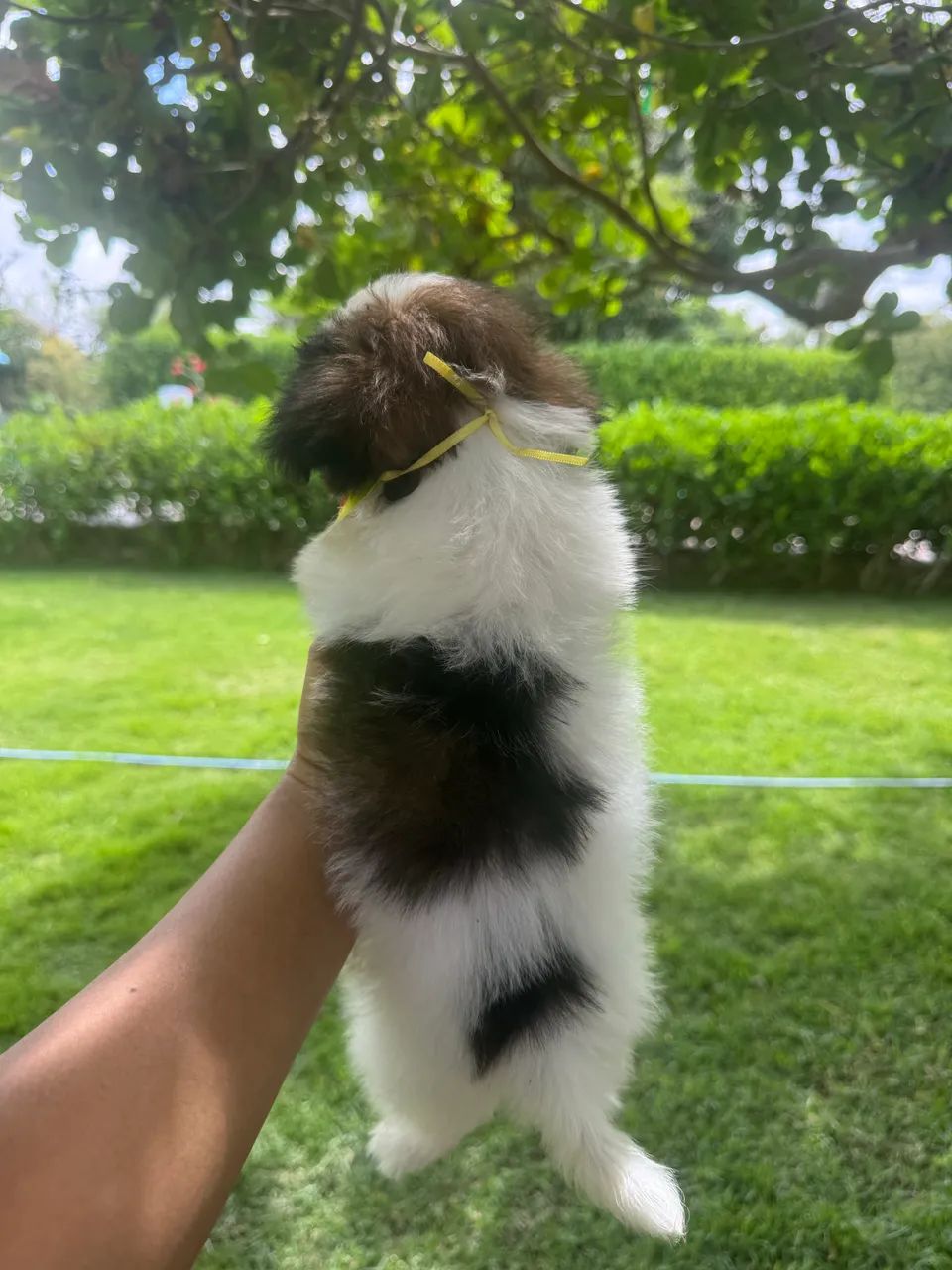 Lhasa Apso - Foto 4