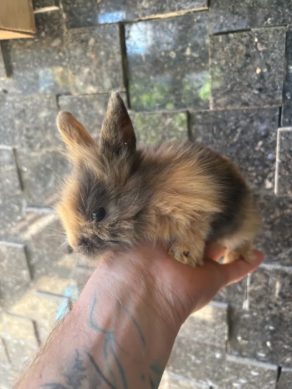 Mini liom  R$ 30,00 - Foto 3