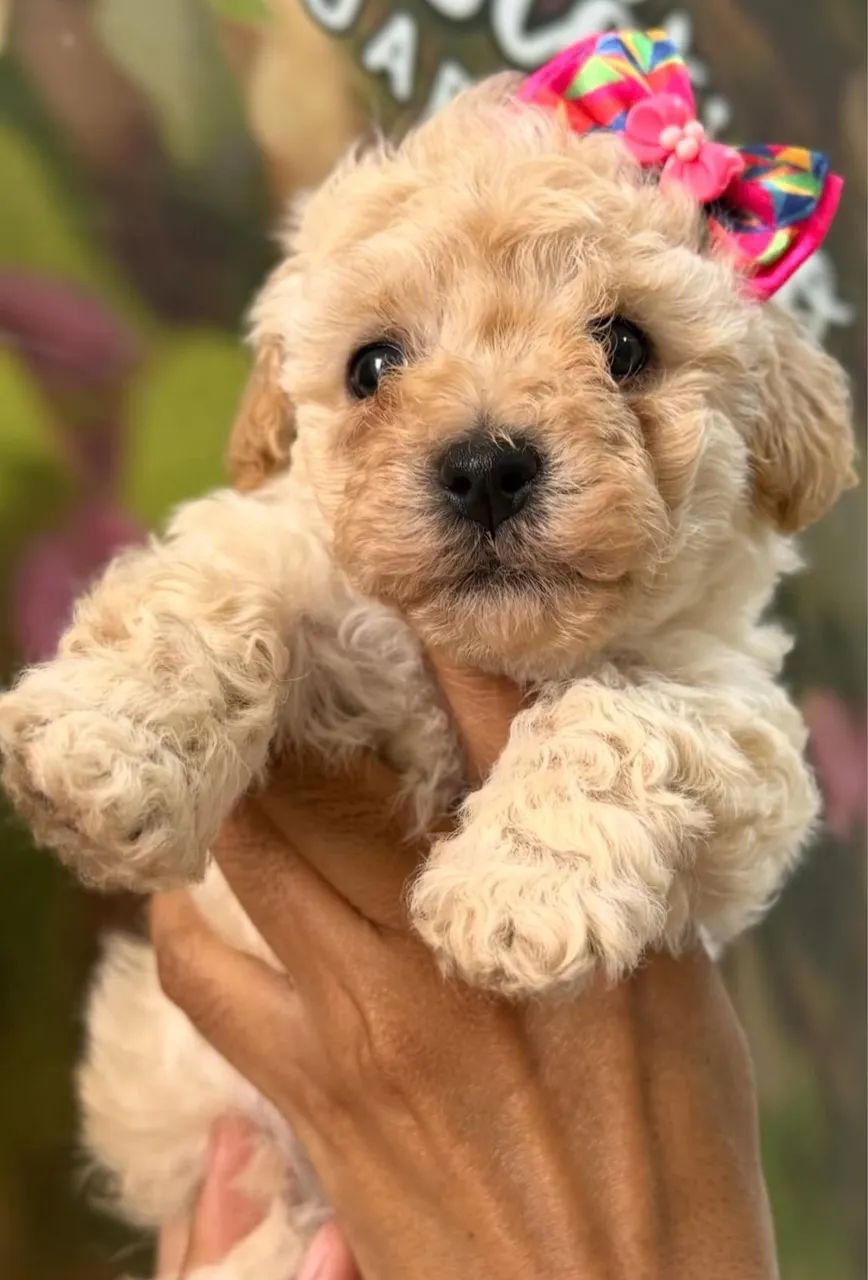 Poodle micro toy  - Foto 3