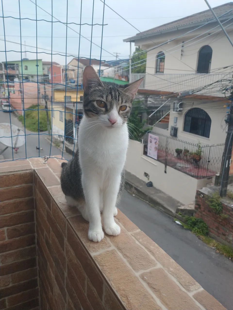 Doação de gatinhos  - Foto 3