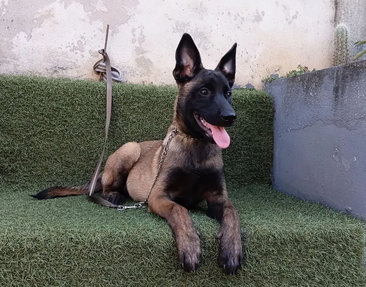 Pastor belga 10× sem juros  - Foto 4