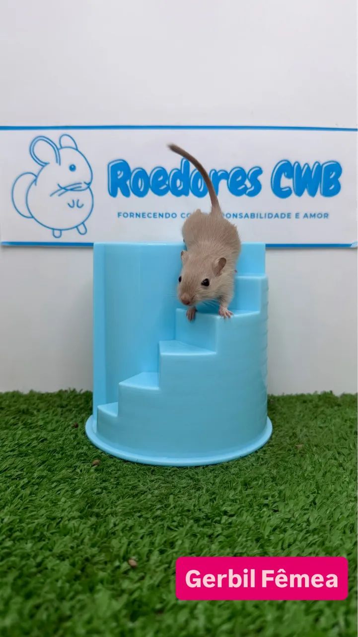 Gerbil/Esquilo da Mongólia (Roedores CWB) 