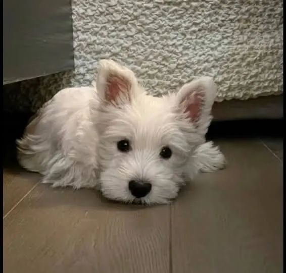 West terrier 