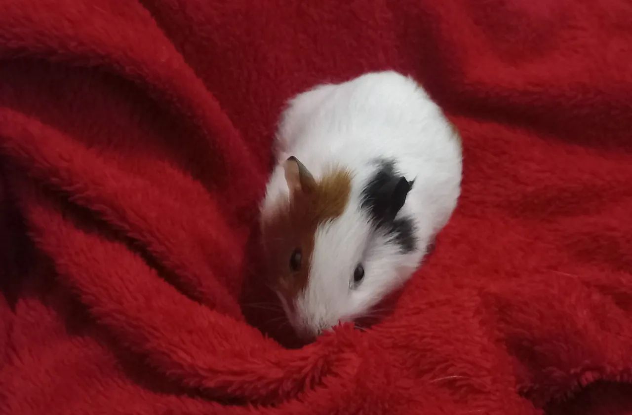 PORQUINHOS DA ÍNDIA DISPONÍVEIS! - Foto 4