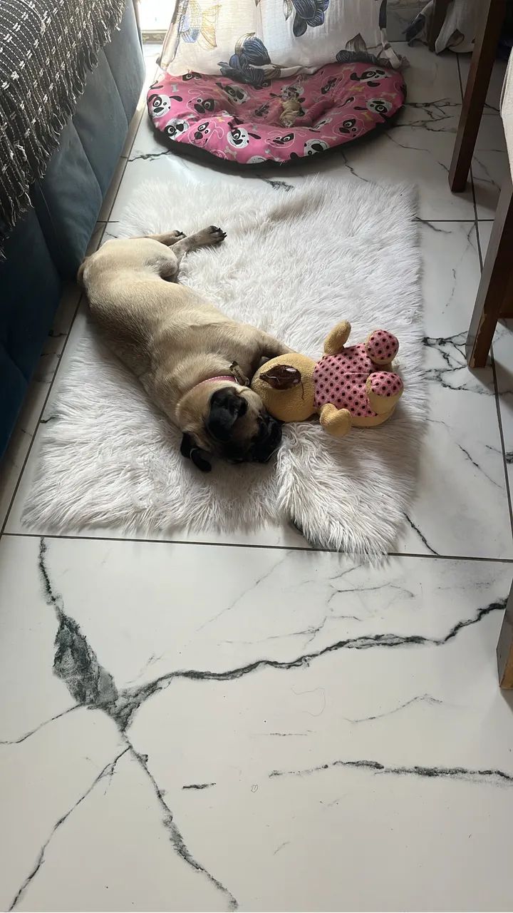 Cachorro  - Foto 5