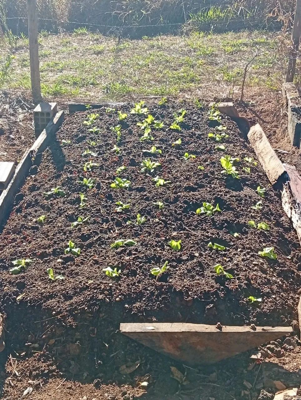 Limpeza de quintal e fazemos horta - Foto 2