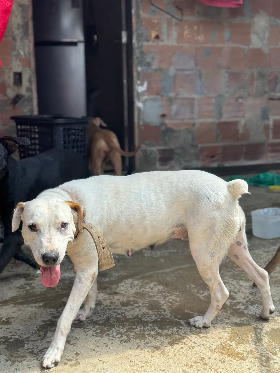 Mestiça com pit bull - Foto 3