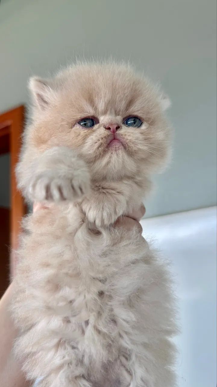 Gato Persa 