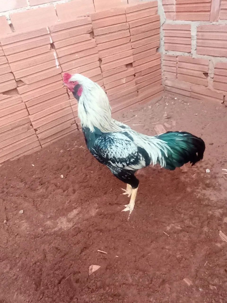 Galo Prata  - Foto 4