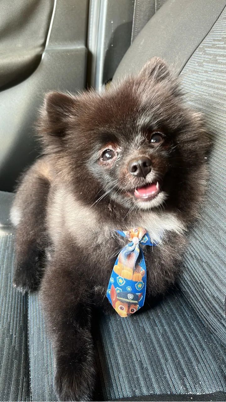Spitz alemão  - Foto 3