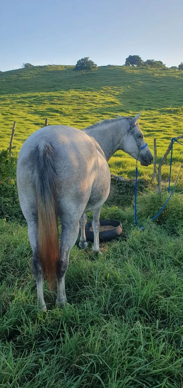Egua mangalarga prenha 