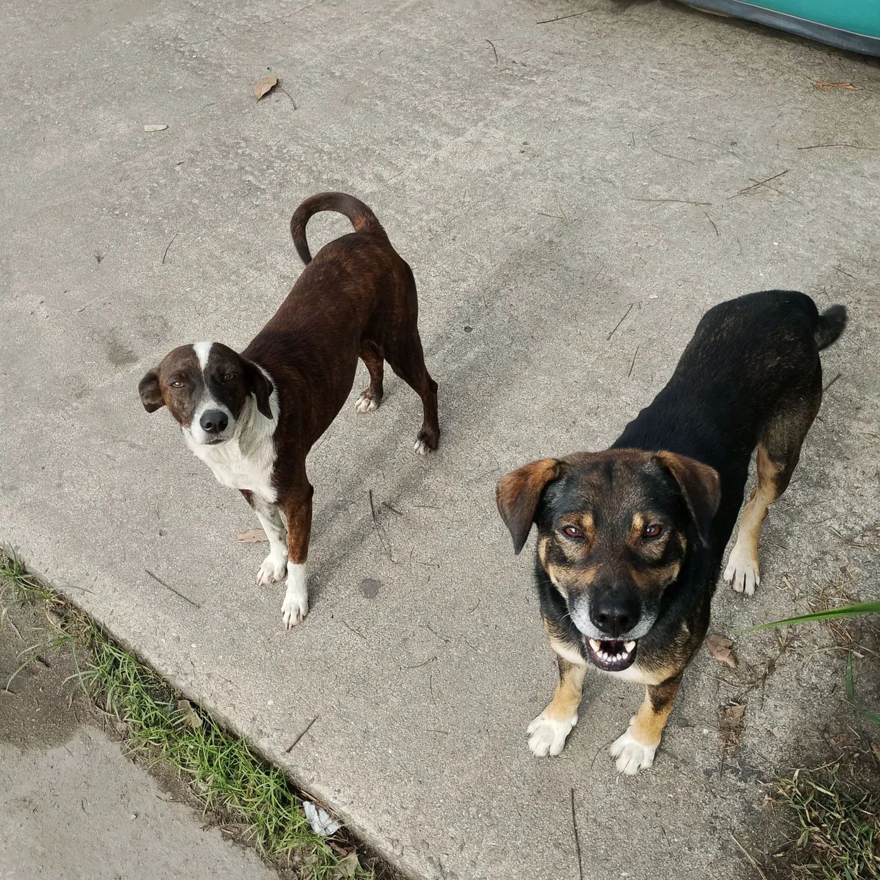 2 lindos machos castrados, abandonados ao relento com risco de atropelamento  - Foto 6