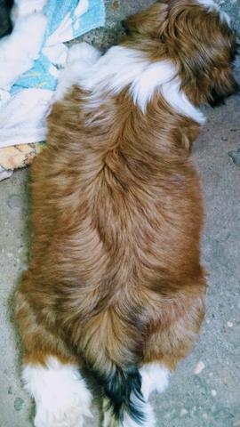 Filhotes de Shih tzu - Foto 3