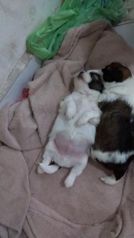 Vendo filhote de lhasa Apso macho - Foto 2
