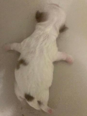 Filhotes de shih tzu - Foto 4