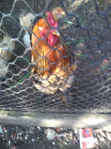 Galos Brahma - Foto 4