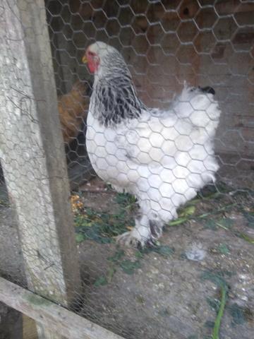 Galos Brahma - Foto 3