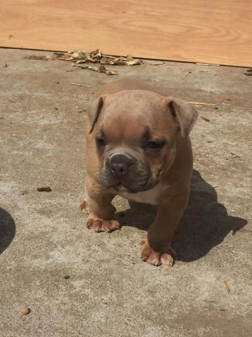 Filhotes de American Bully - Foto 3