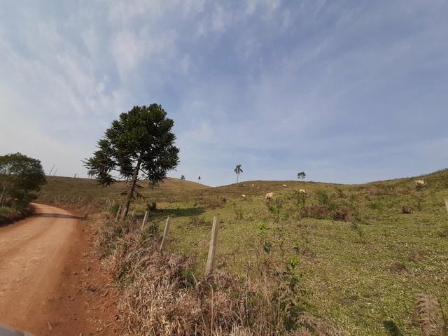 Chácara de 23.5 Alqueires com 22.5 alqueires de pasto - Faxinal do Céu. Pinhão- PR - Foto 10