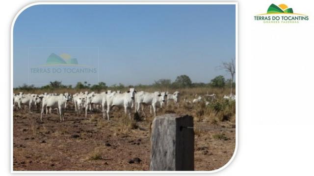 1.350 há (278 Alq) 1.000 há (206 alq) formados em pastagens. Planta-se Soja em toda área - Foto 5