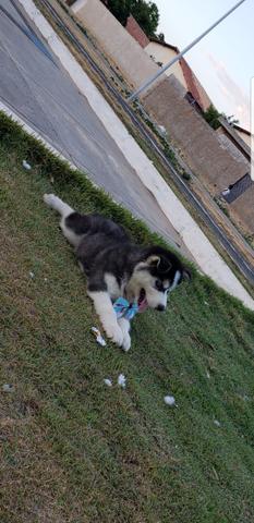 Husky siberiano - Foto 3