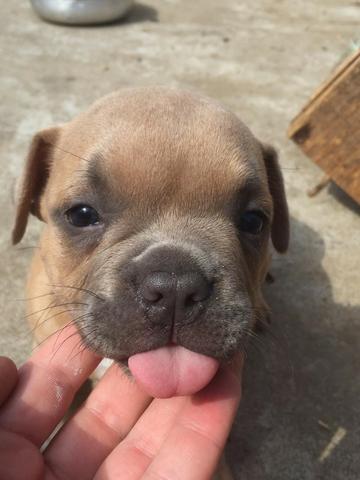 Filhotes de American Bully - Foto 5
