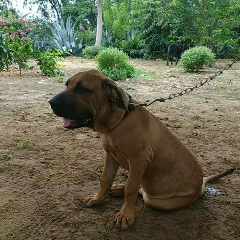 Fila brasileiro - Foto 2