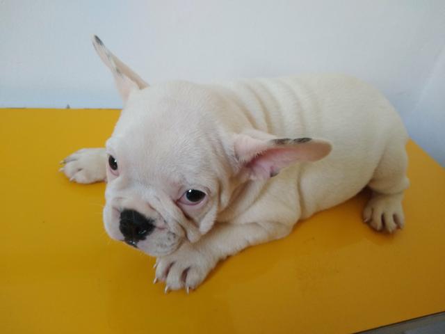 Promoção Bulldog Francês 2.000 - Foto 5