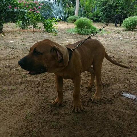Fila brasileiro - Foto 3
