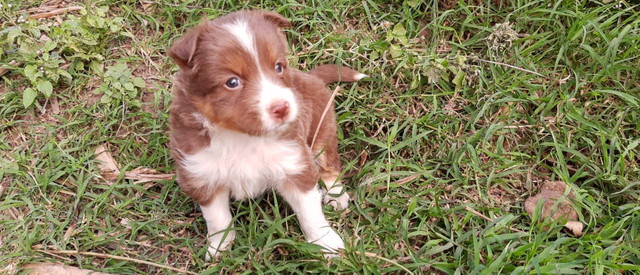 Border collie marro macho